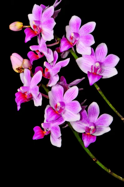 ไฮบริด phalaenopsis — ภาพถ่ายสต็อก