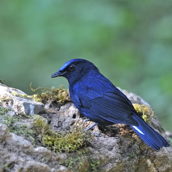 Mâle Robin à queue blanche — Photo