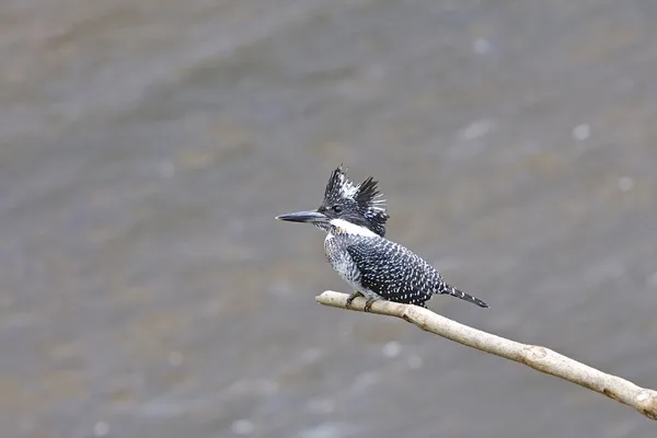 Kingfisher à crête — Photo