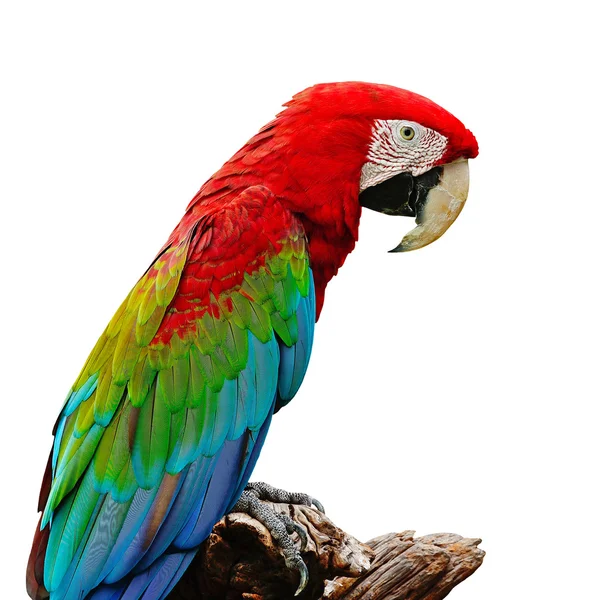 Greenwinged Macaw — Stock Photo, Image