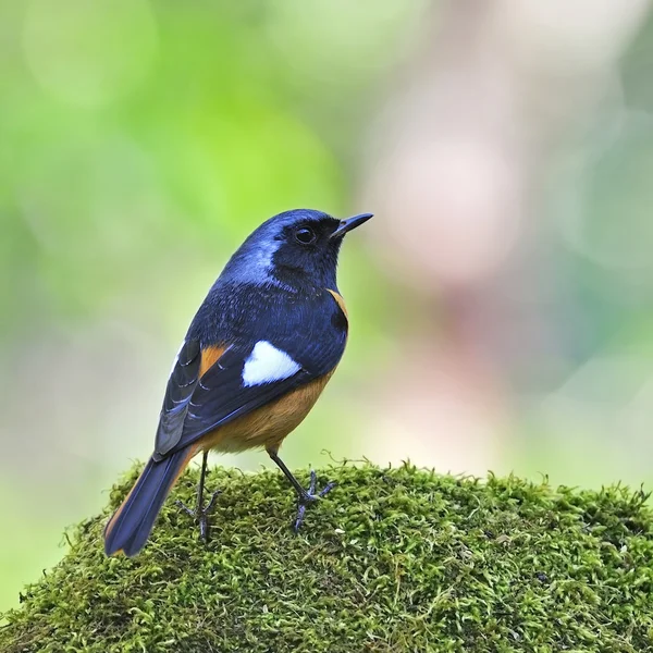 Masculino Daurian Redstart — Fotografia de Stock