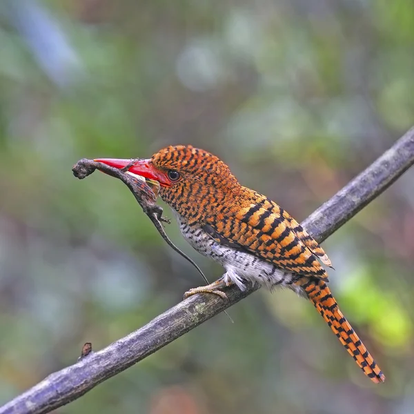 Eisvogelweibchen — Stockfoto