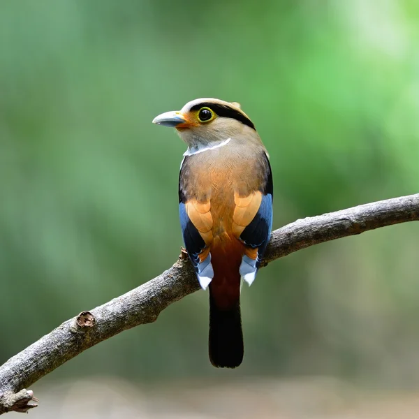 Ženské prsy silver broadbill — Stock fotografie