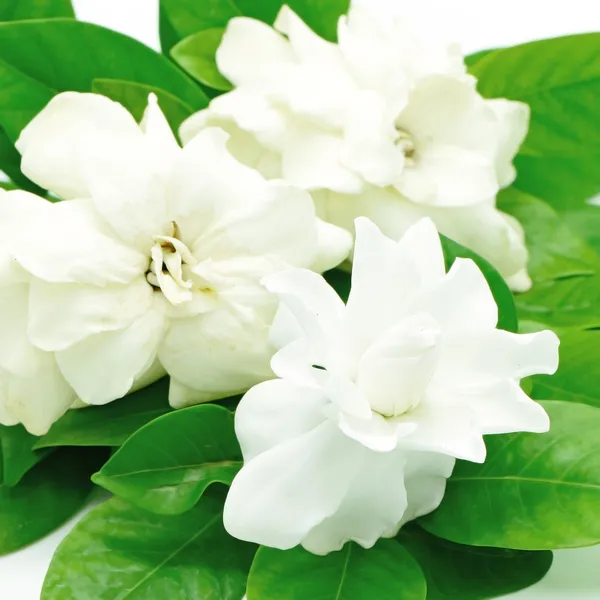 Gardenia — Stockfoto