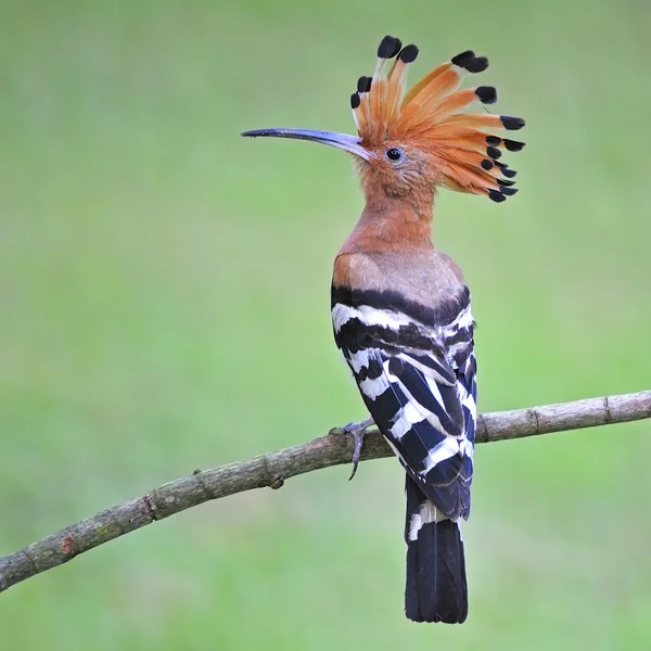 Eurasischer Wiedehopf — Stockfoto