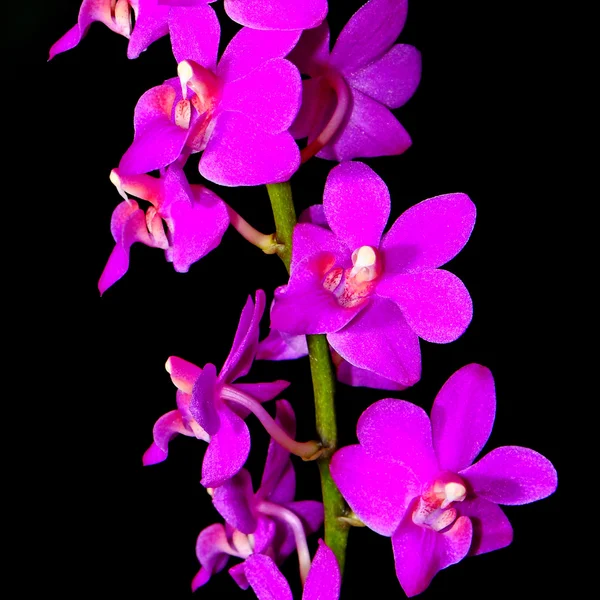 Phalaenopsis híbrido —  Fotos de Stock