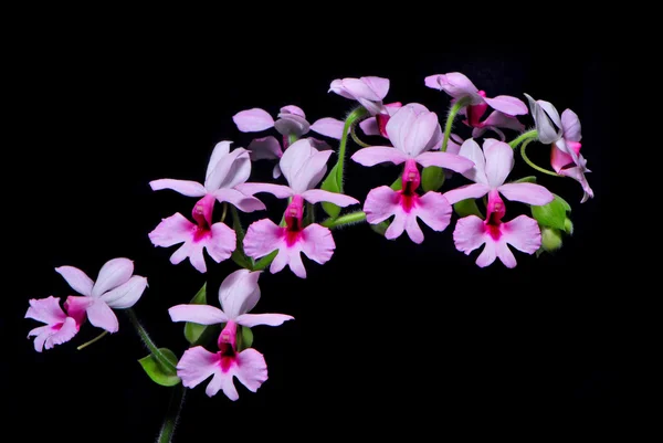 Calanthe rubens — Stockfoto