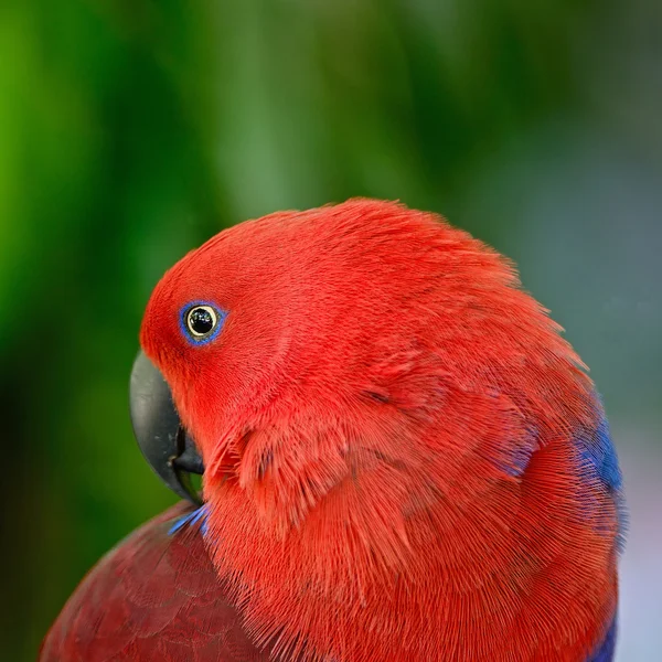 Papagaio-de-eclectus — Fotografia de Stock