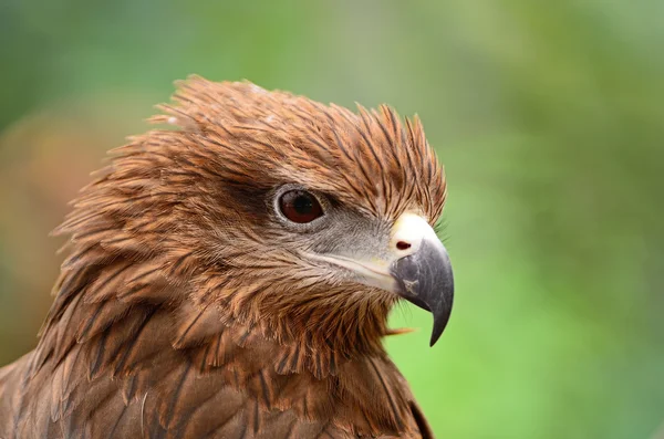 Zwarte Wouw — Stockfoto