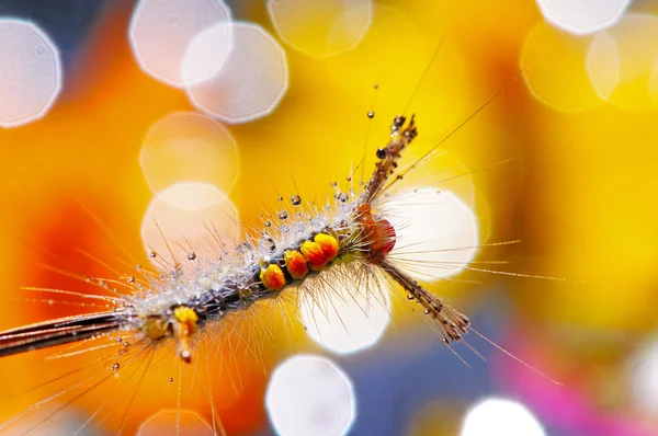 Caterpillar — Stock Photo, Image