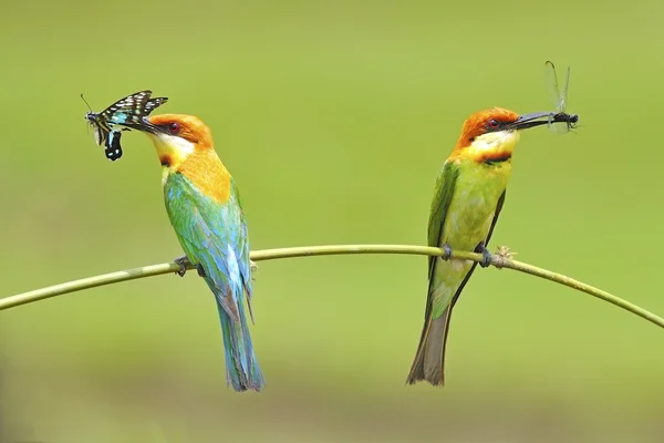 Kestane başlı arı kuşugiller — Stok fotoğraf