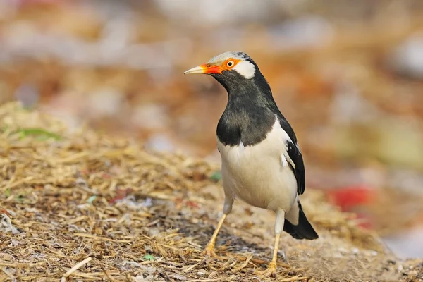 Asian Pied Starling — Stock Photo, Image
