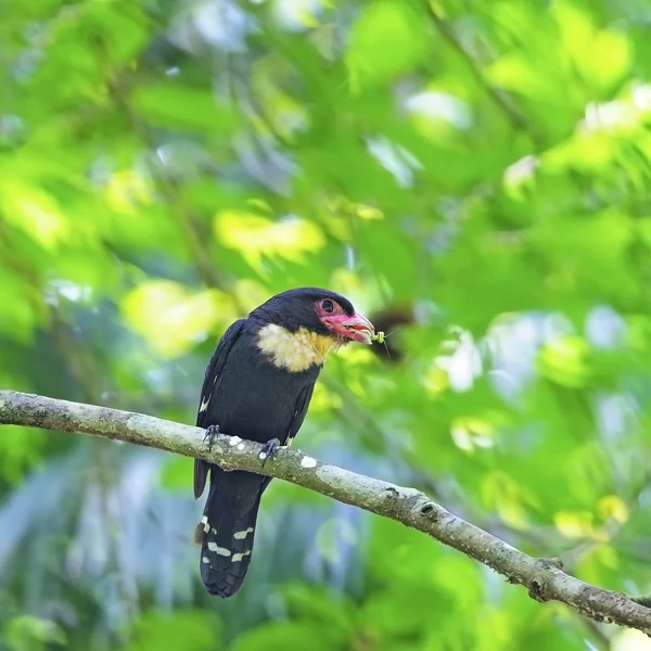 Σκούρο broadbill — Φωτογραφία Αρχείου