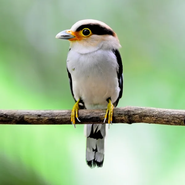 Ασημένια-breasted broadbill — Φωτογραφία Αρχείου