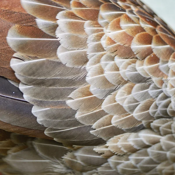 Siver φασιανός φτερό — Φωτογραφία Αρχείου