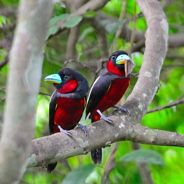 Broadbill nero e rosso — Foto Stock