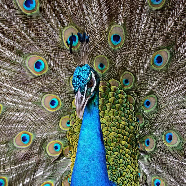 Peafowl verde — Foto Stock