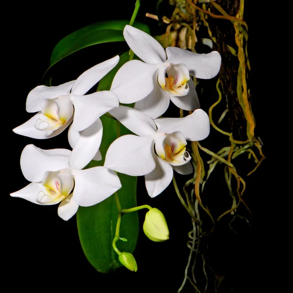 Phalaenopsis amabilis — Stok fotoğraf