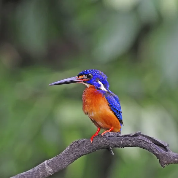 Kingfisher de orelhas azuis macho — Fotografia de Stock