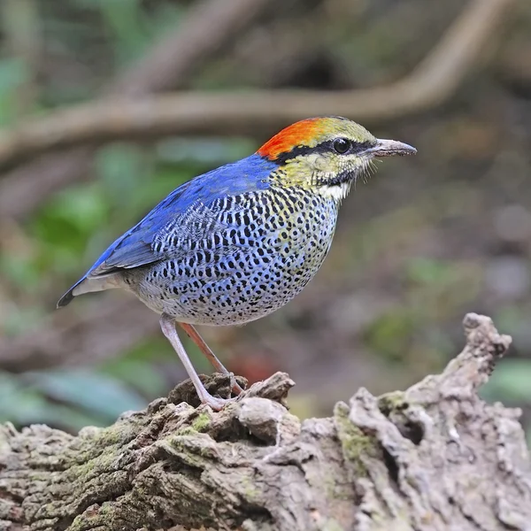 Masculino Azul Pitta — Fotografia de Stock