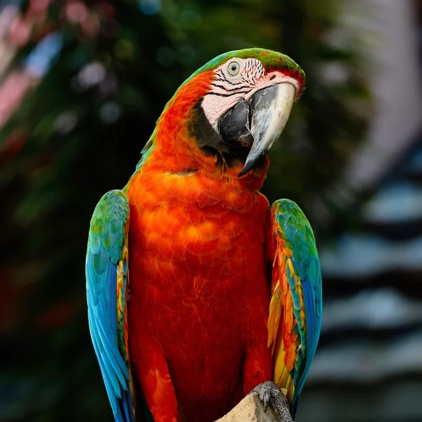 Guacamayo arlequín — Foto de Stock