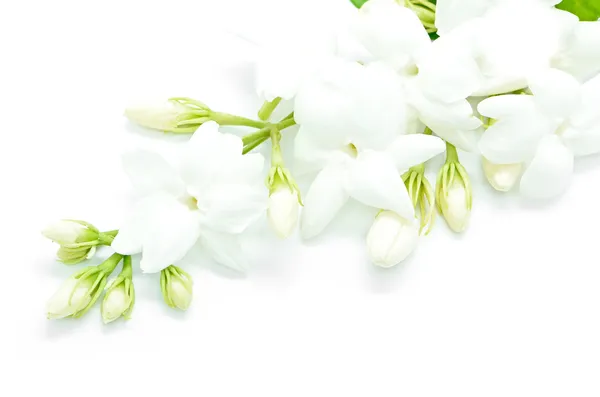 Jasmine — Stock Photo, Image