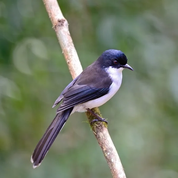 Sibia con respaldo oscuro — Foto de Stock