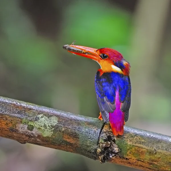 Femelle Kingfisher à dos noir — Photo