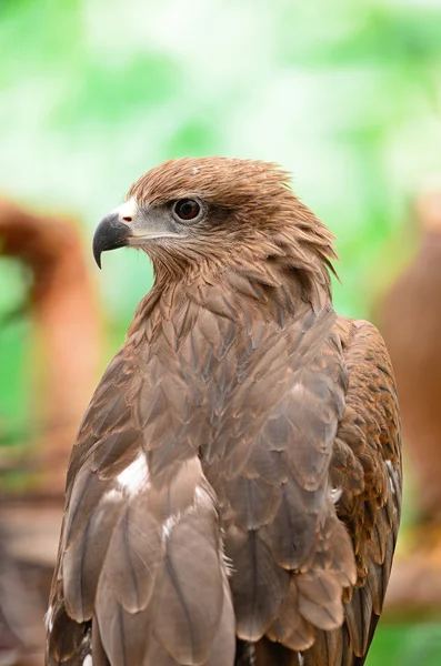 Zwarte Wouw — Stockfoto