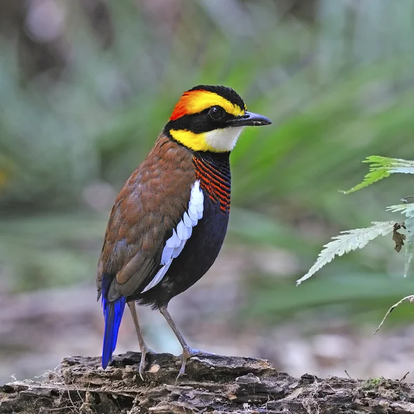 Maschio malese fasciato pitta — Foto Stock