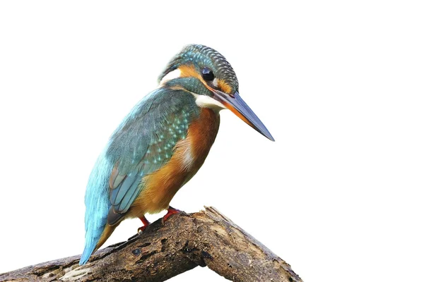 Common Kingfisher — Stock Photo, Image