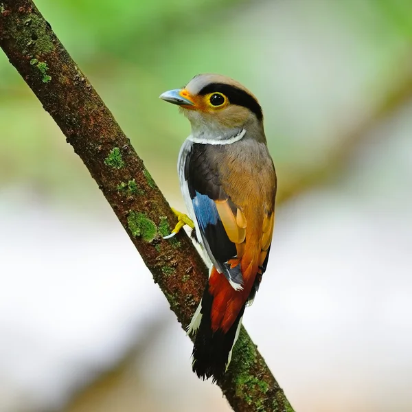 Γυναικείο ασημένιο-breasted broadbill — 图库照片