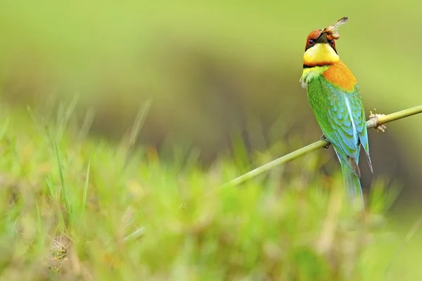 Kaštan vedl bee-eater — Stock fotografie