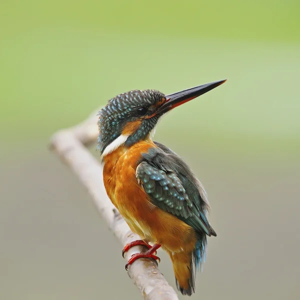 Eisvogelweibchen — Stockfoto