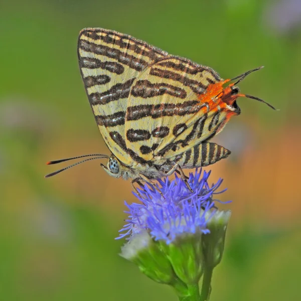 Mariposa. — Foto de Stock