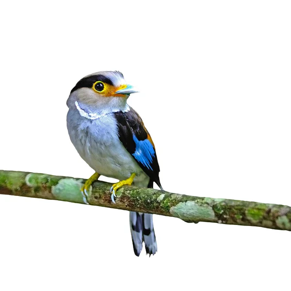 Ženské prsy silver broadbill — Stock fotografie