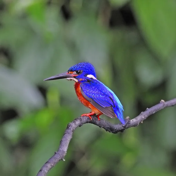 Kingfisher de orelhas azuis macho — Fotografia de Stock