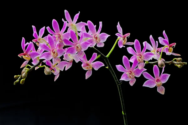 Phalaenopsis υβριδικό — Φωτογραφία Αρχείου