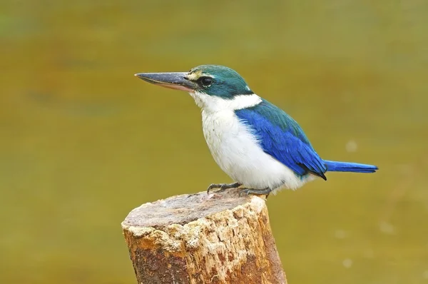 Rei-pescador sagrado — Fotografia de Stock