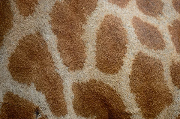 Giraffe skin — Stock Photo, Image