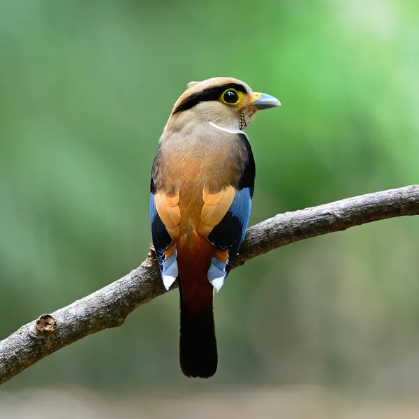 Kobieta broadbill złotawy srebrny — Zdjęcie stockowe