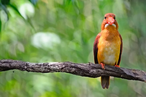 Erkek kırmızı kingfisher — Stok fotoğraf