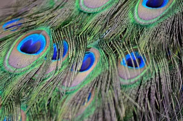 Green Peafowl feather — Stock Photo, Image