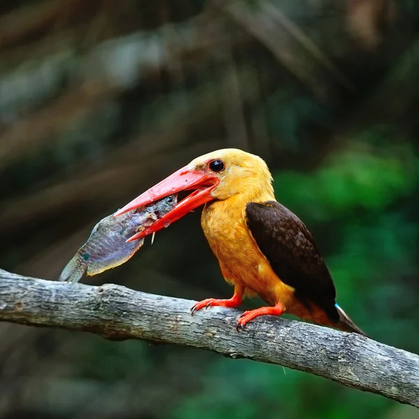 Manliga brown-winged kungsfiskare — Stockfoto