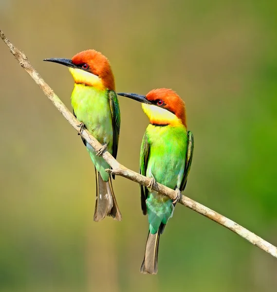 Comedor de abelhas cabeça de castanha — Fotografia de Stock