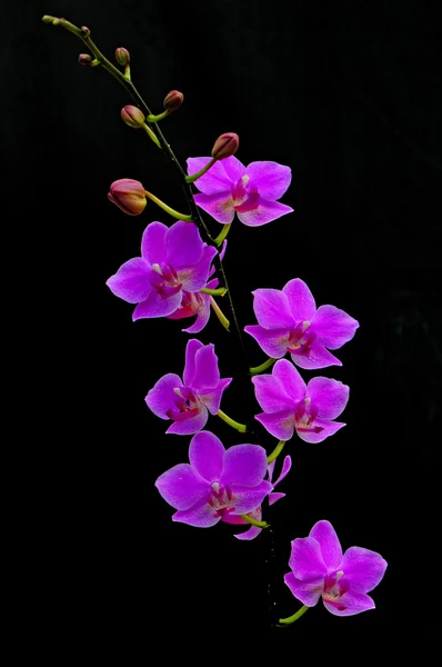 Phalaenopsis hibrid — Stock Fotó