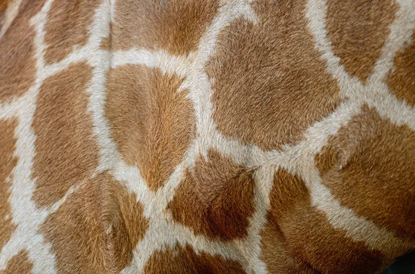 Giraffe skin — Stock Photo, Image