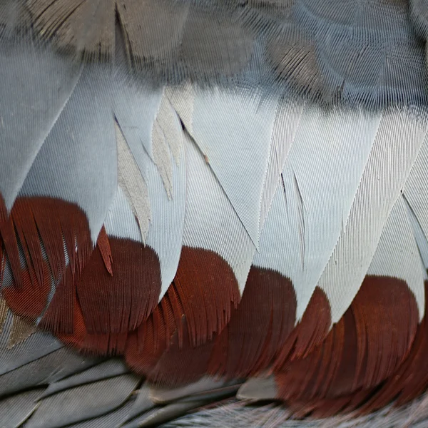 维多利亚冠羽毛 — 图库照片
