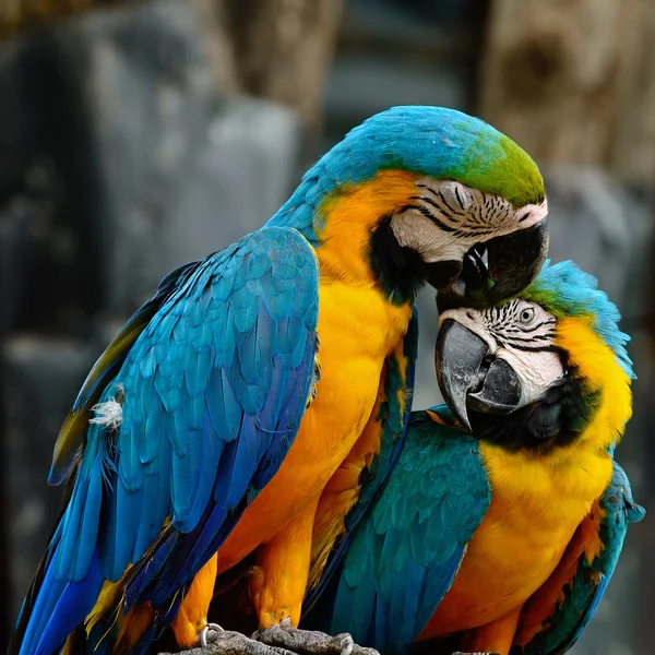 Macaw niebieski i złoty — Zdjęcie stockowe