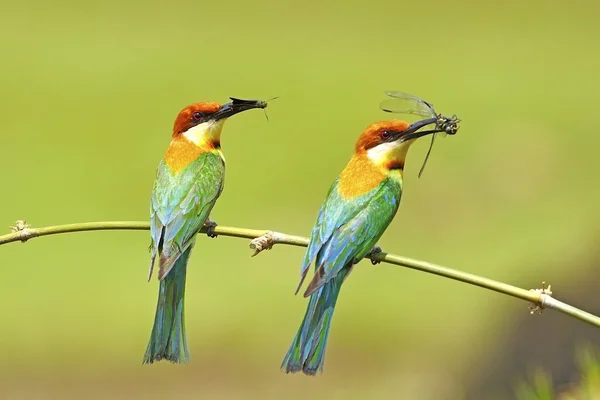 Kaštan vedl bee-eater — Stock fotografie